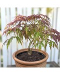 Acer palmatum Inaba-shidare листя восени